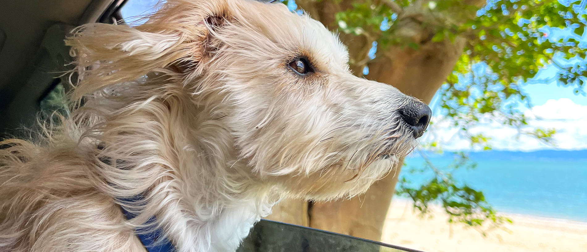 A dog-friendly Coromandel road trip