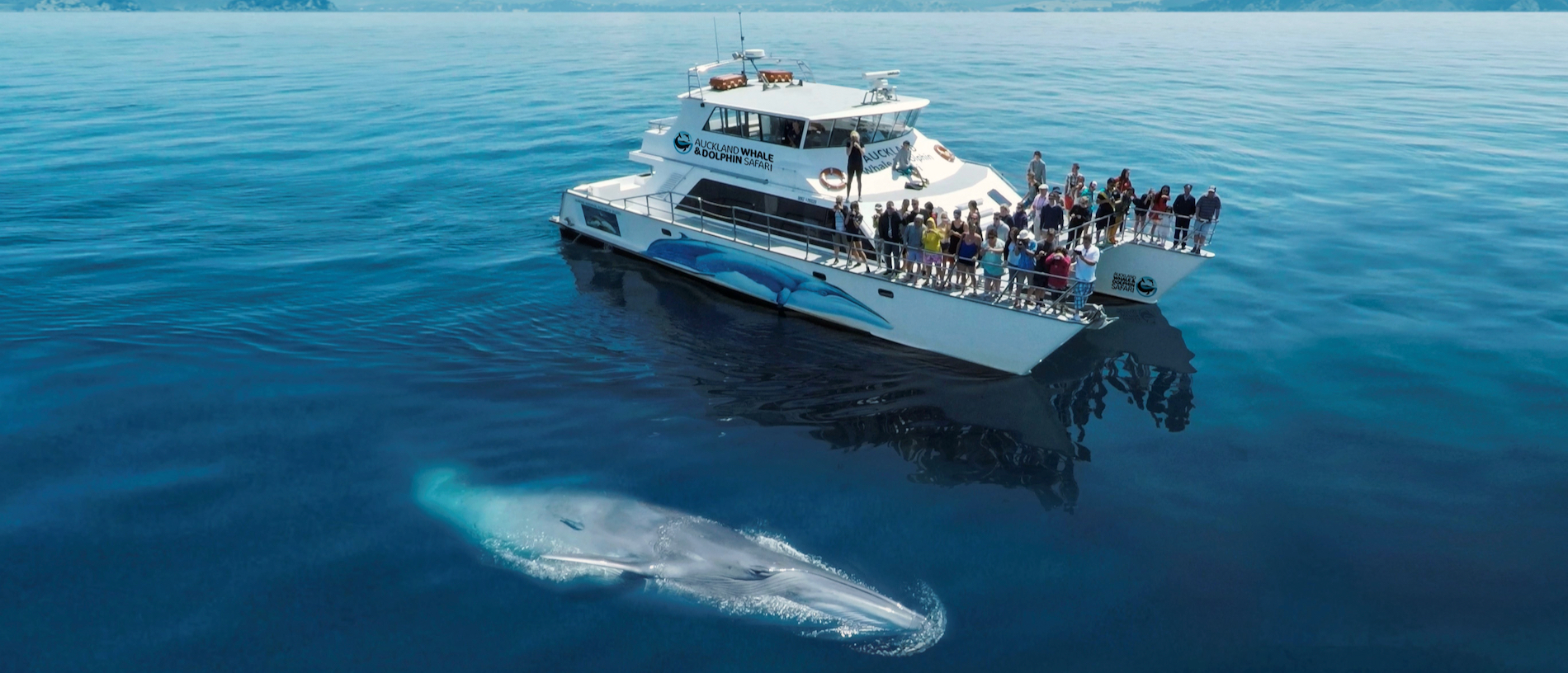 Meet marine mammals aboard an Auckland Whale and Dolphin Safari