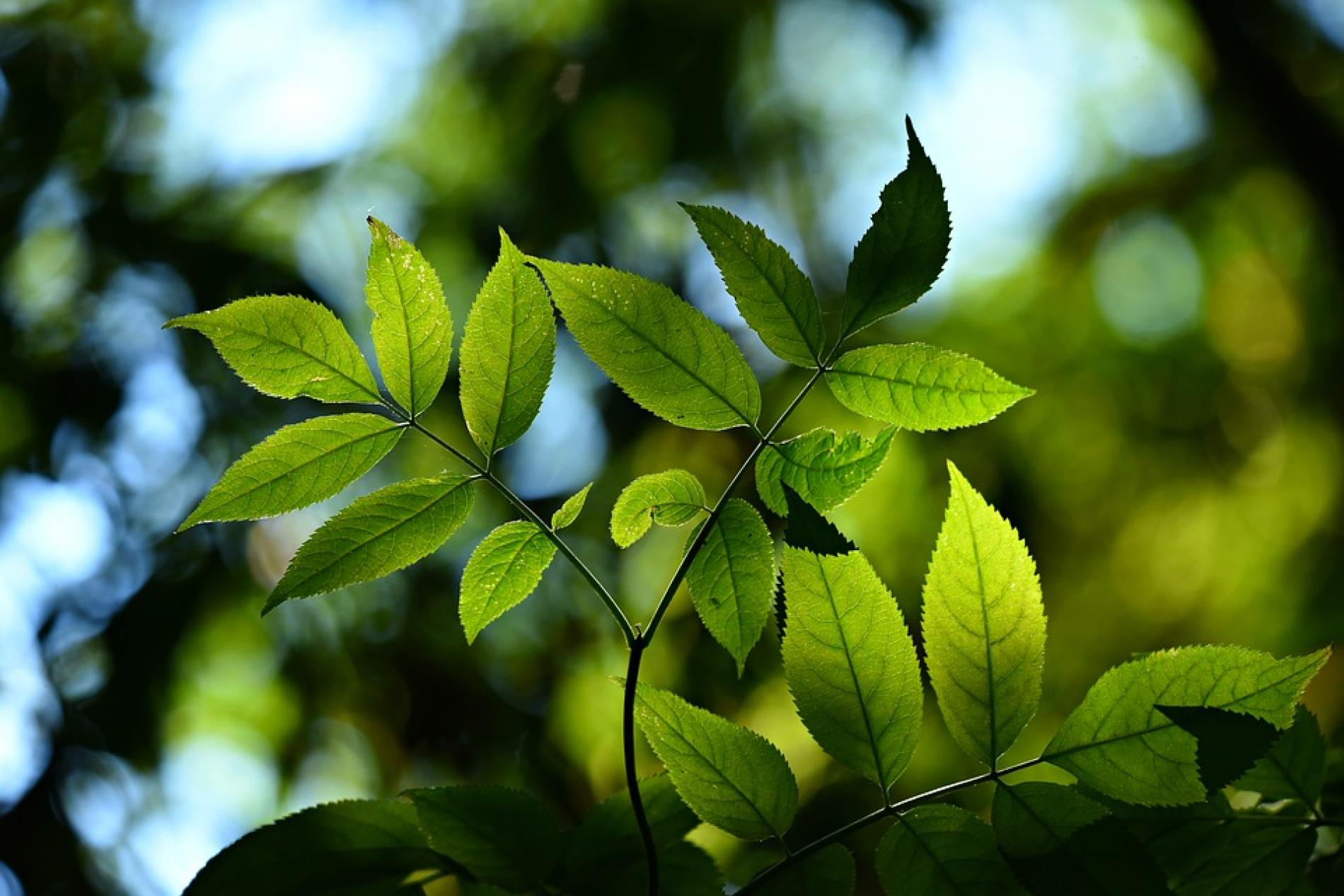 A close up of a branch full of green leaves