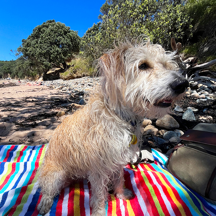 Rusty relaxes at the beach in Coromandel. 