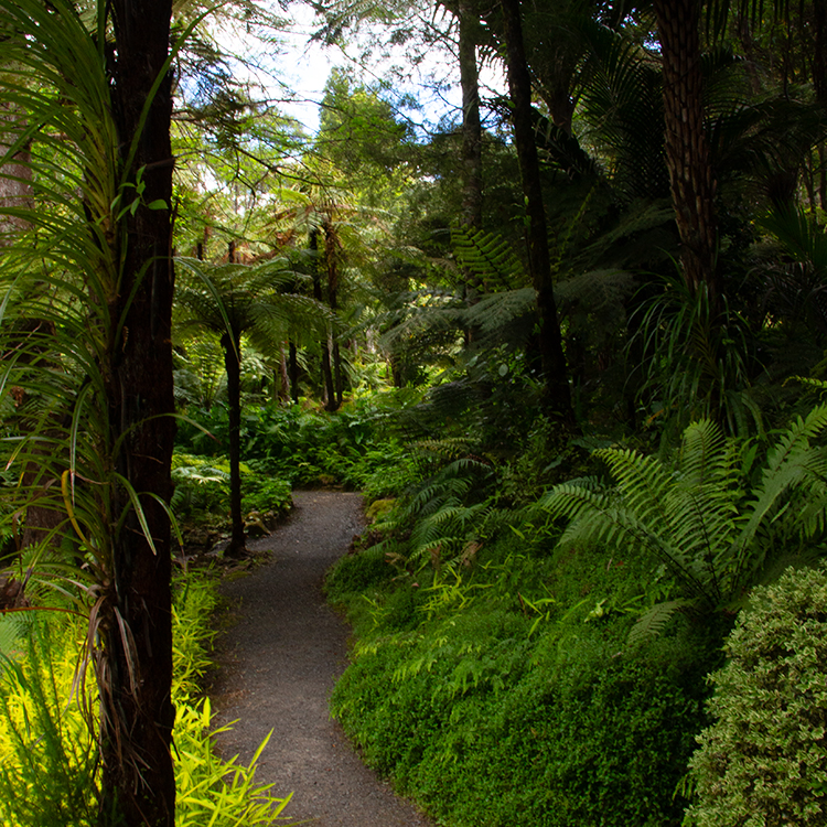 Tranquil forest walks at Rapaura Water Gardens