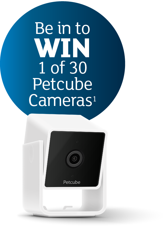 Petcube competition