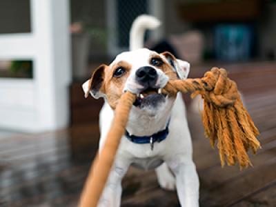 A dog playing tug of war