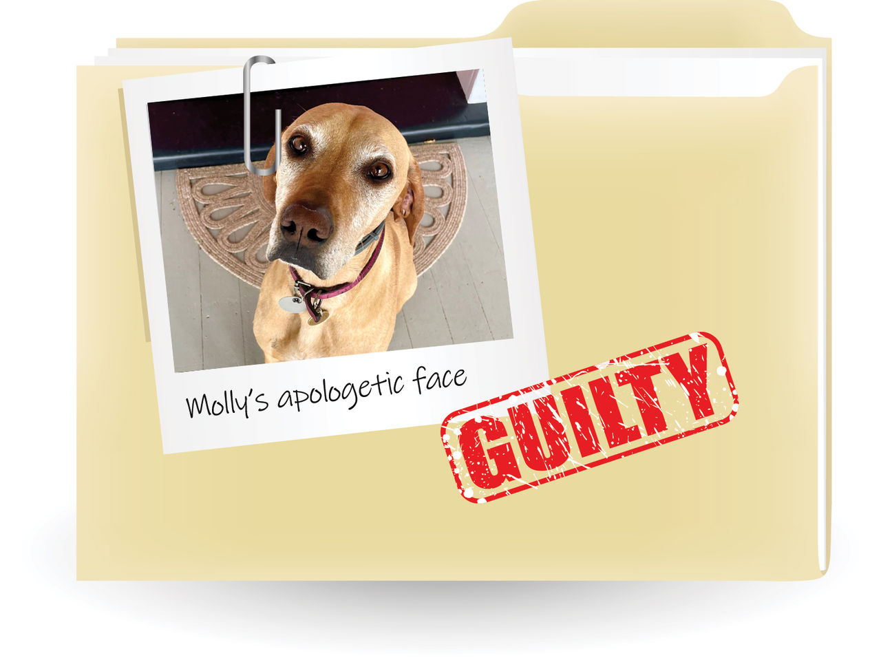 A beige folder with a polaroid style photo of Molly and a red guilty stamp