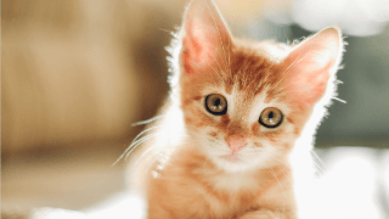 An orange kitten looking at the camera