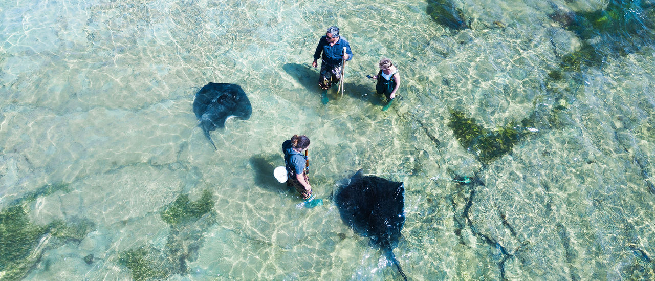 Gisborne stingrays