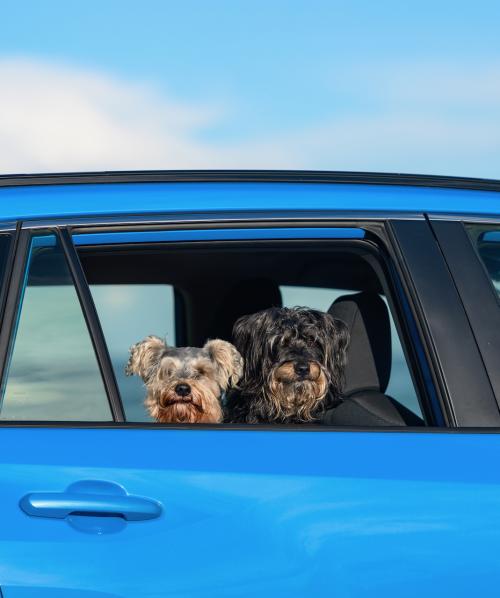Taking your dogs on the road safely