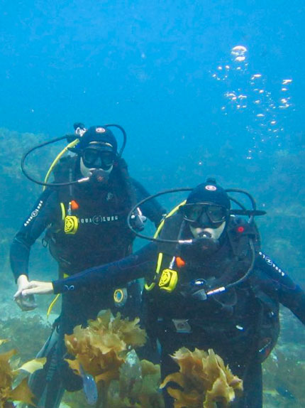 Two people diving 