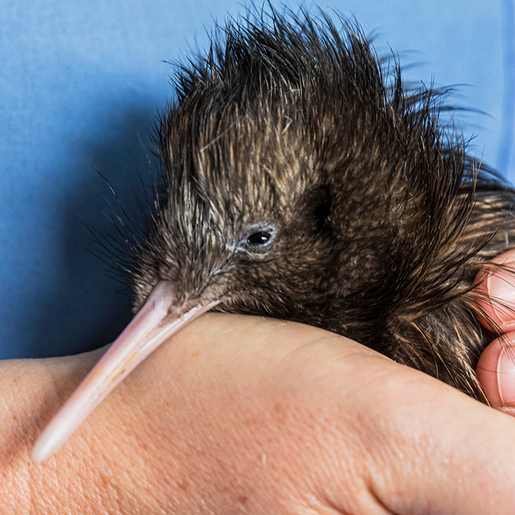 One of the chicks at the National Kiwi Hatchery. Photo by Mead Norton.