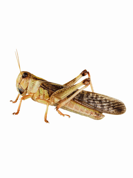 A brown cricket insect on a white backdrop.