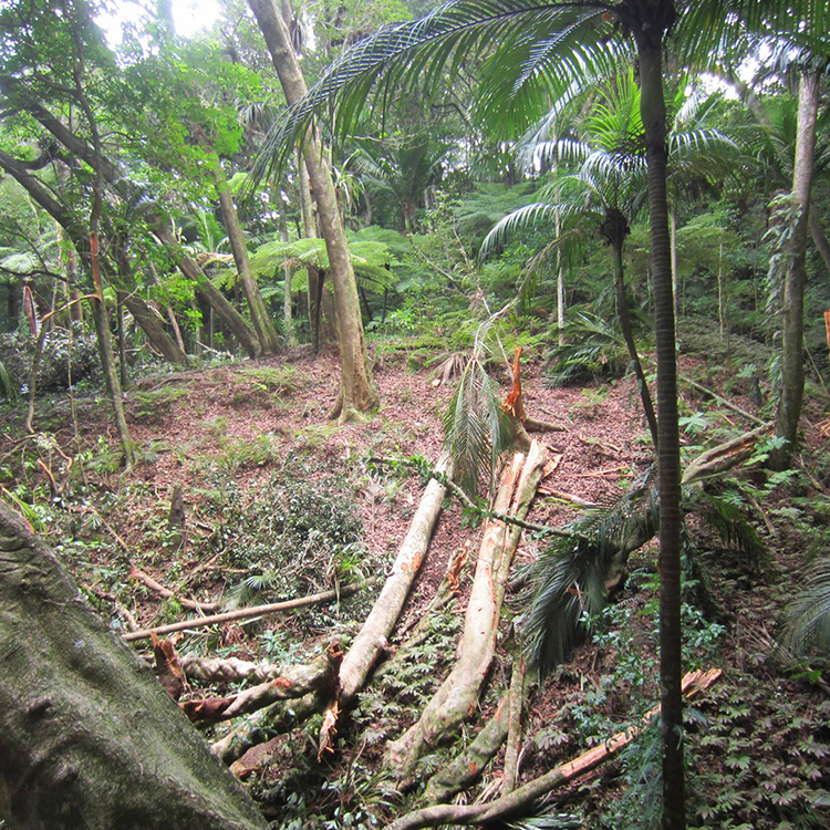  Marc Coppell has come across areas of bush in the Coromandel with inexplicably crushed trees. Photo by Mark Coppell.