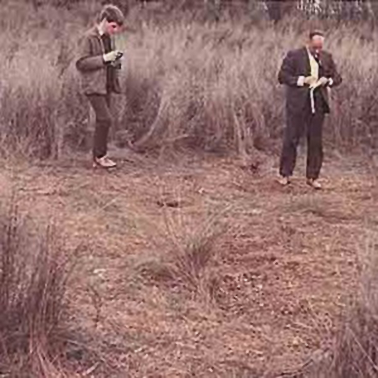 The mysterious Ngātea crop circles. Photo from Waikato Times.