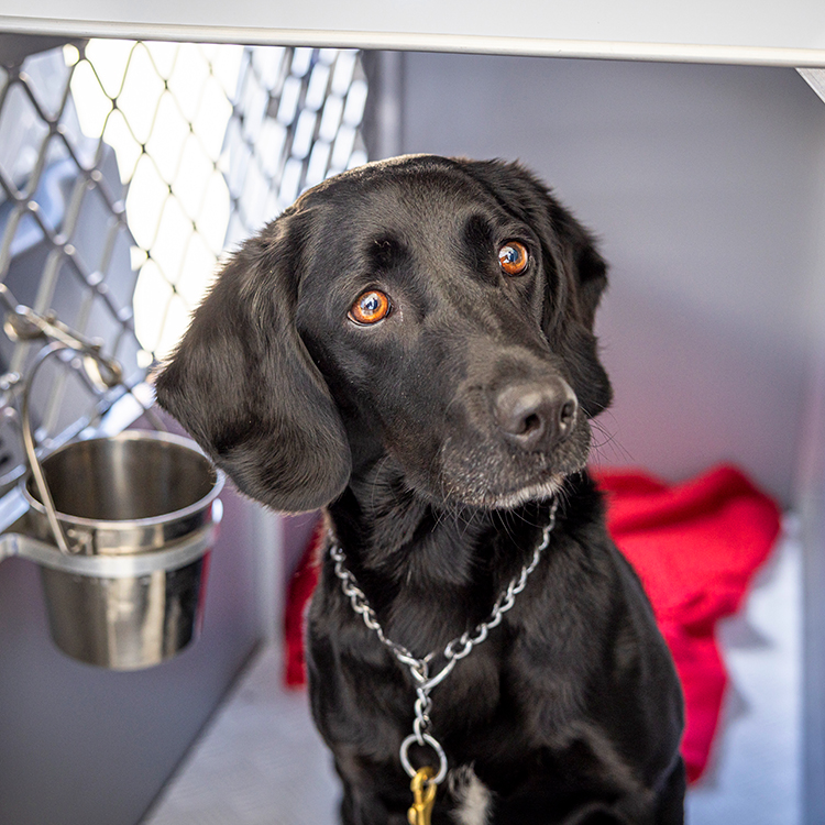 Ally is trained as a BMSB and general Ag dog. 