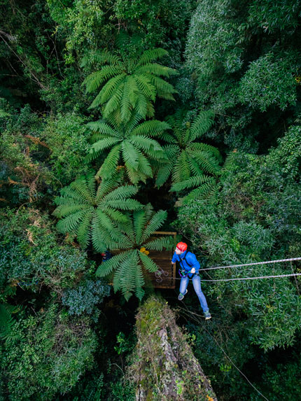 Person attached to a zipline above a tree canopy 