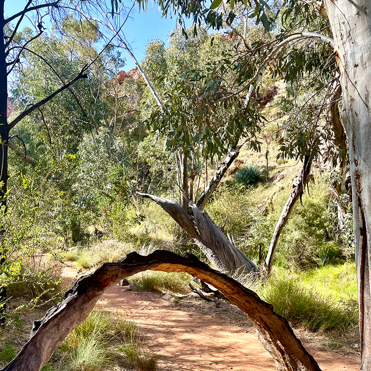 The walk to Standley Chasm.