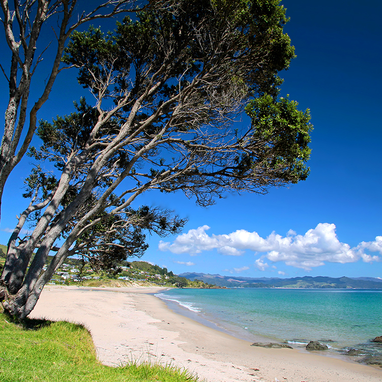 Beautiful Kūaotunu beach is dog-friendly except in peak summer. 