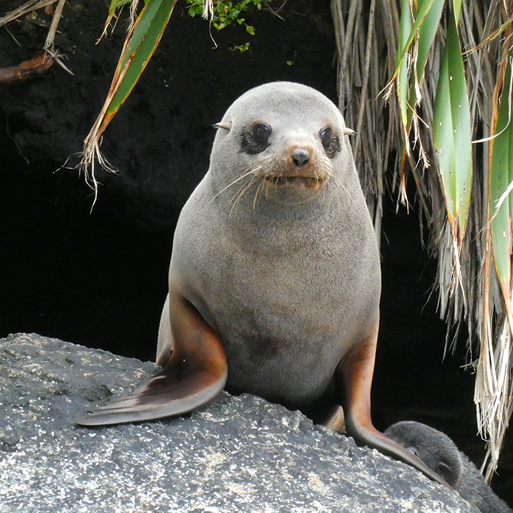  Wildlife, including kekeno New Zealand fur seals, abound in Fiordland. Photo by Carol Atkinson.
