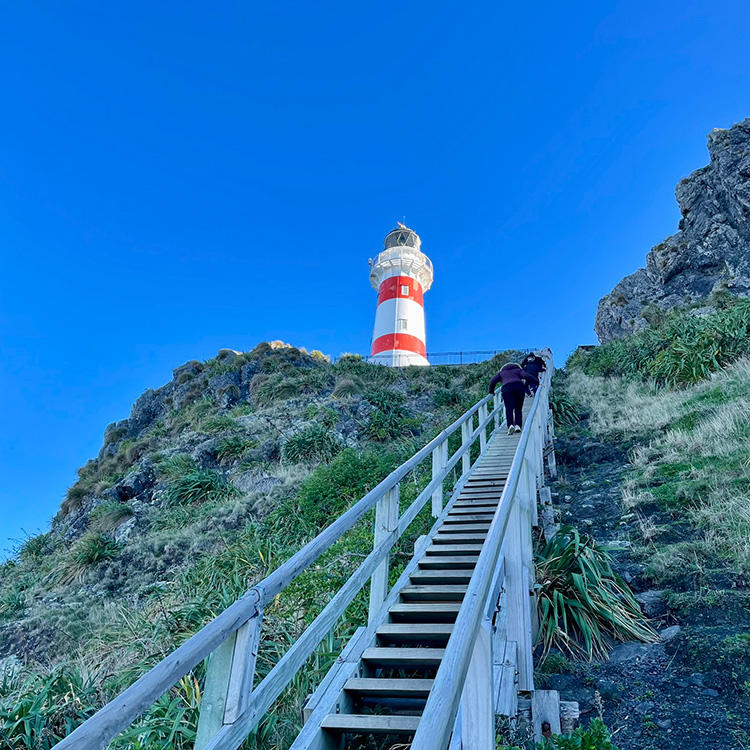  Climb the 250 steep steps to reach Cape Palliser lighthouse. Photo by Jo Percival.