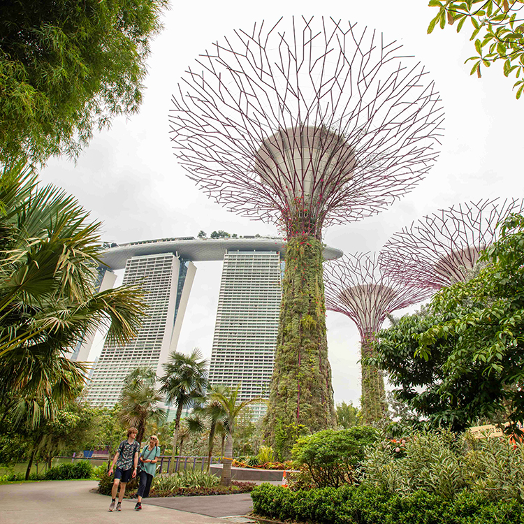 The huge, human-made super trees at Gardens by the Bay. Photo by Tim Cuff.