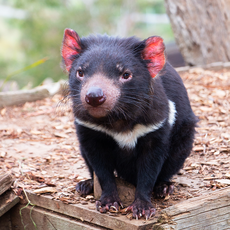 A Tasmanian Devil at Bonorong Wildlife Sanctuary.