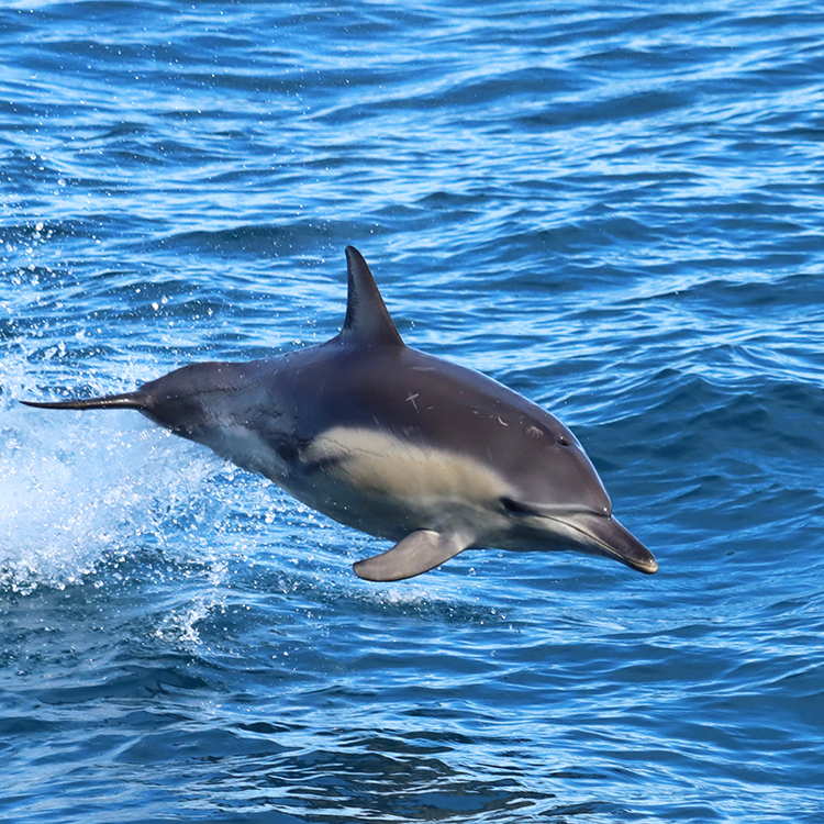 A bottlenose dolphin in the Marlborough Sounds.