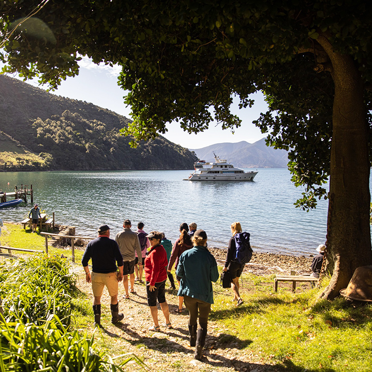 A daily walk in the Marlborough Sounds.