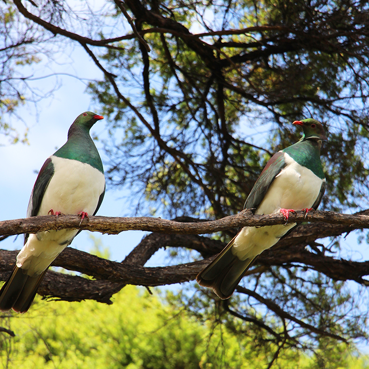 The Marlborough Sounds is home to an abundance of native birdlife.