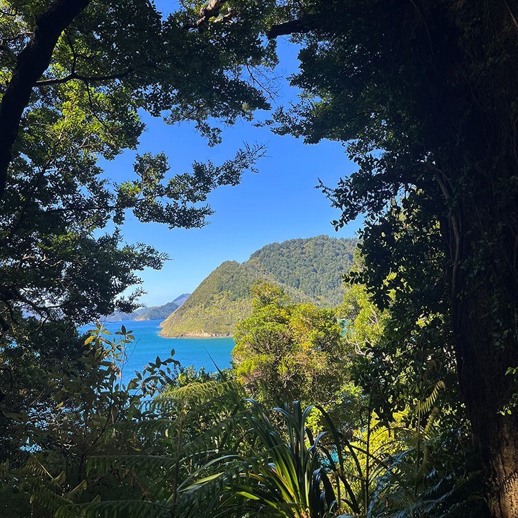Views from a bush walk in the Marlborough Sounds.