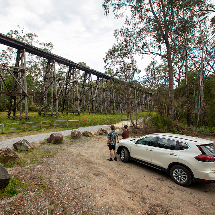 On the look out for koalas. Photo by Tim Cuff.