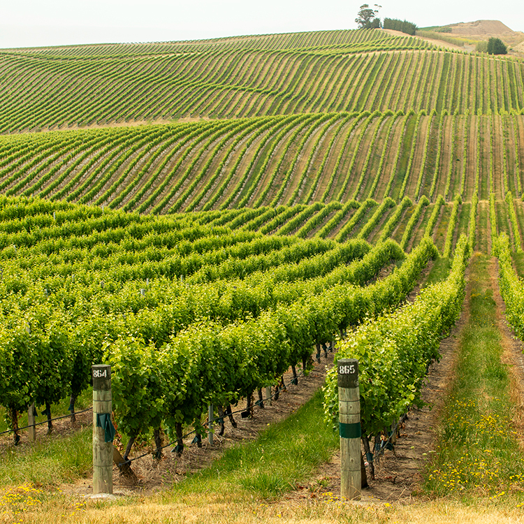  Magnificent vistas of vines in Marlborough. Photo by Tim Cuff.