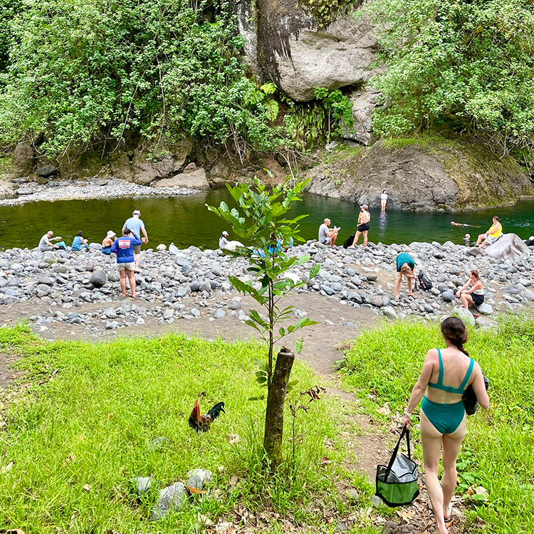  River swims in the Papenoo Valley. Photo by Jo Percival.