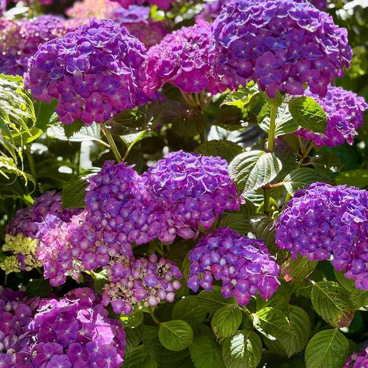 Purple hydrangeas at Puekiti.