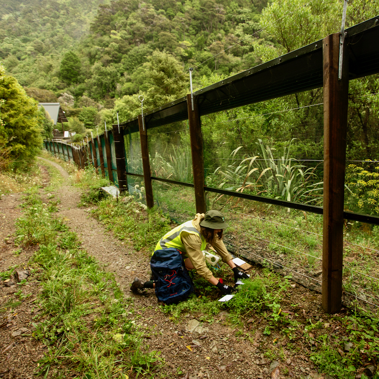 Steffi Kuenstle checking the traps at the Brook Waimarama Sanctuary.