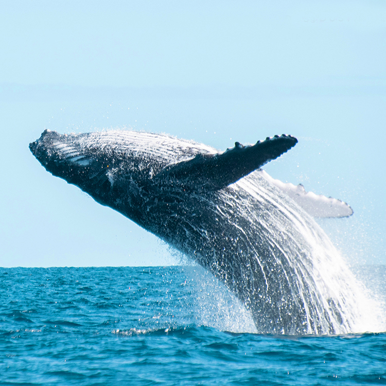 Humpback whale