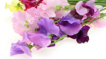 Pink and purple flowers
