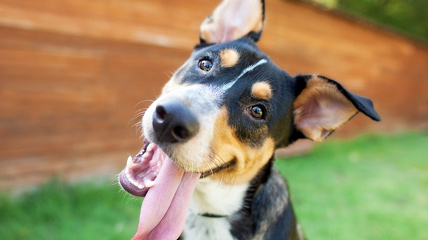 Dog with its tongue out