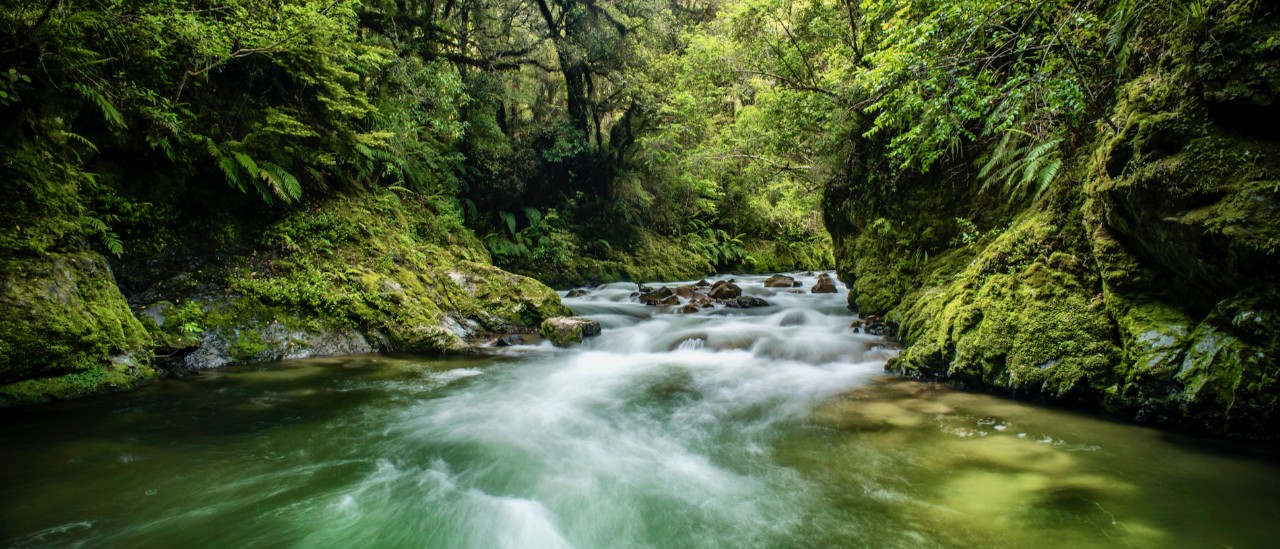 Whirinaki Forest Park