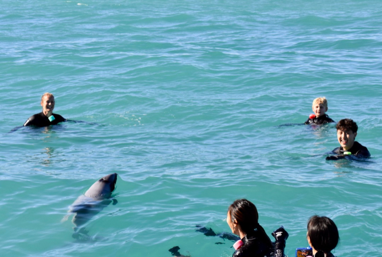 Swimming with dolphins