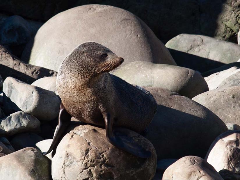 Kekeno fur seal