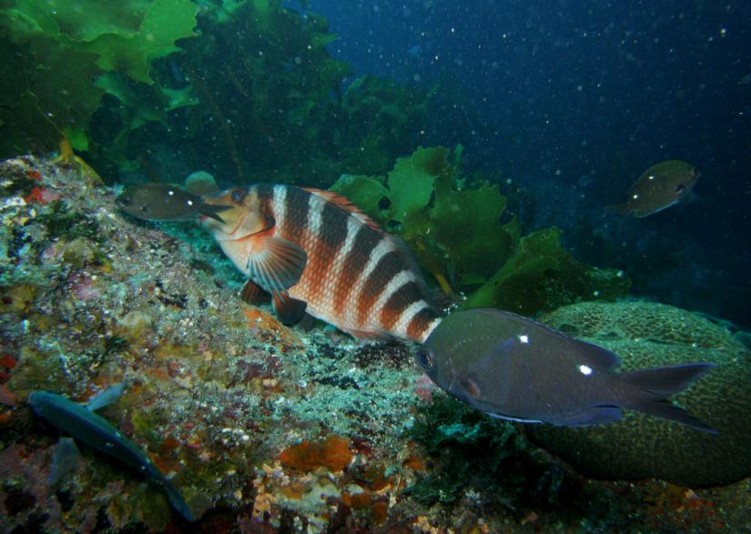 Cape Rodney Marine Reserve Red Moki