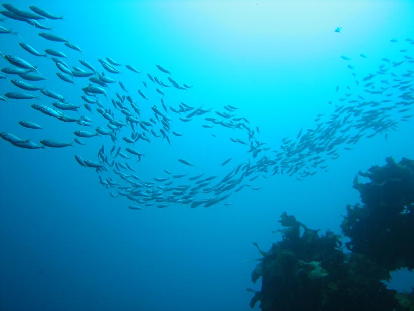 Poor Knights Islands Marine Reserve