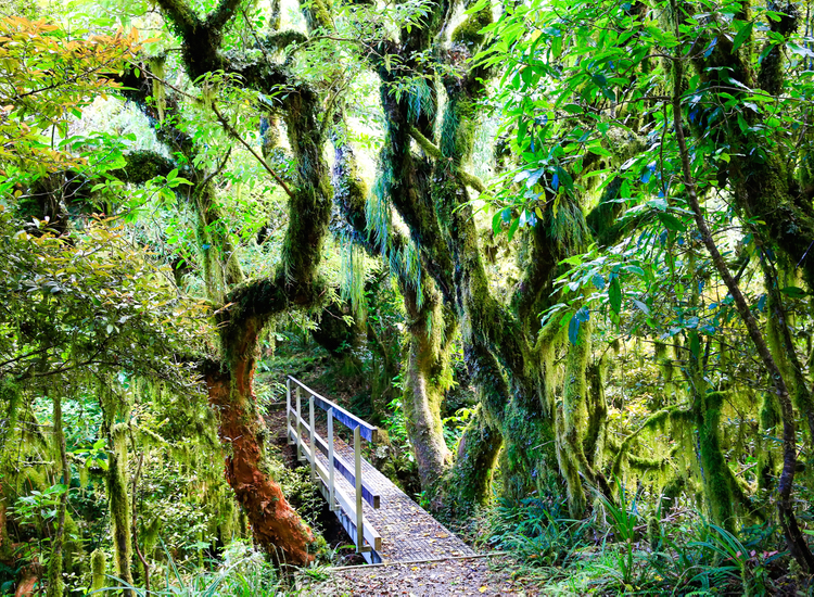 Egmont short walks rainforest