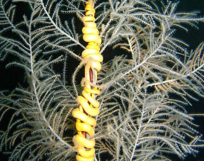 Yellow snake star in Fiordland Marine Reserve