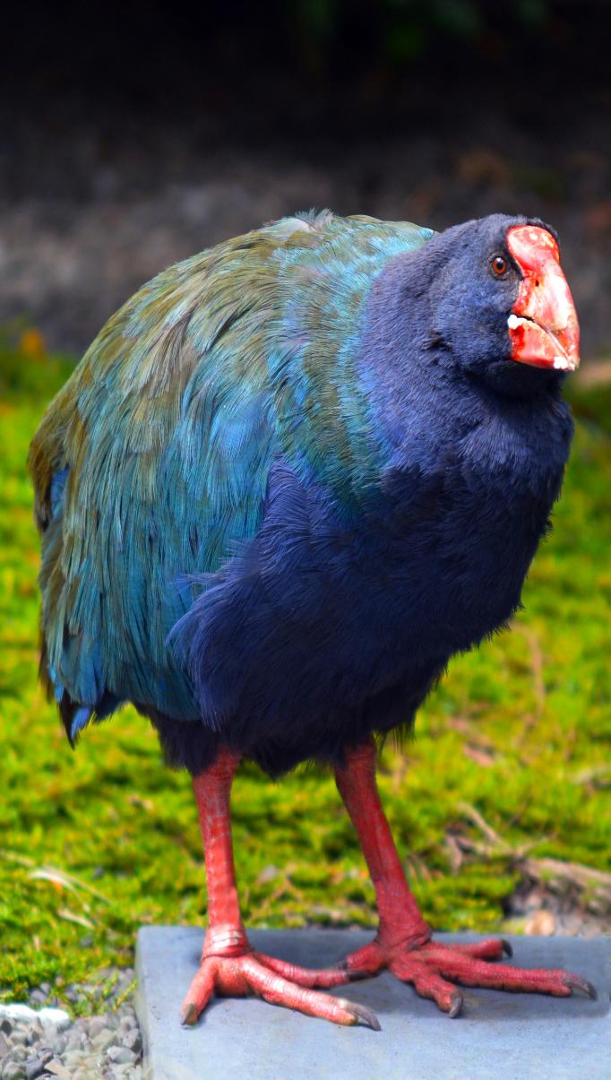 Takahē