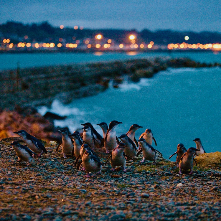 Blue penguins