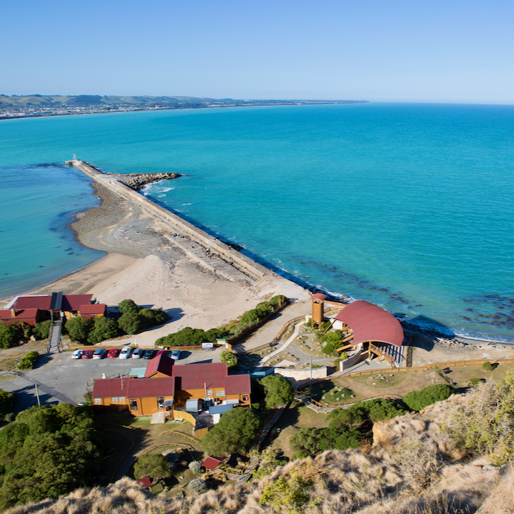 Oamaru penguin colony