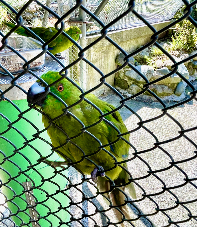 Te Anau Bird Sanctuary