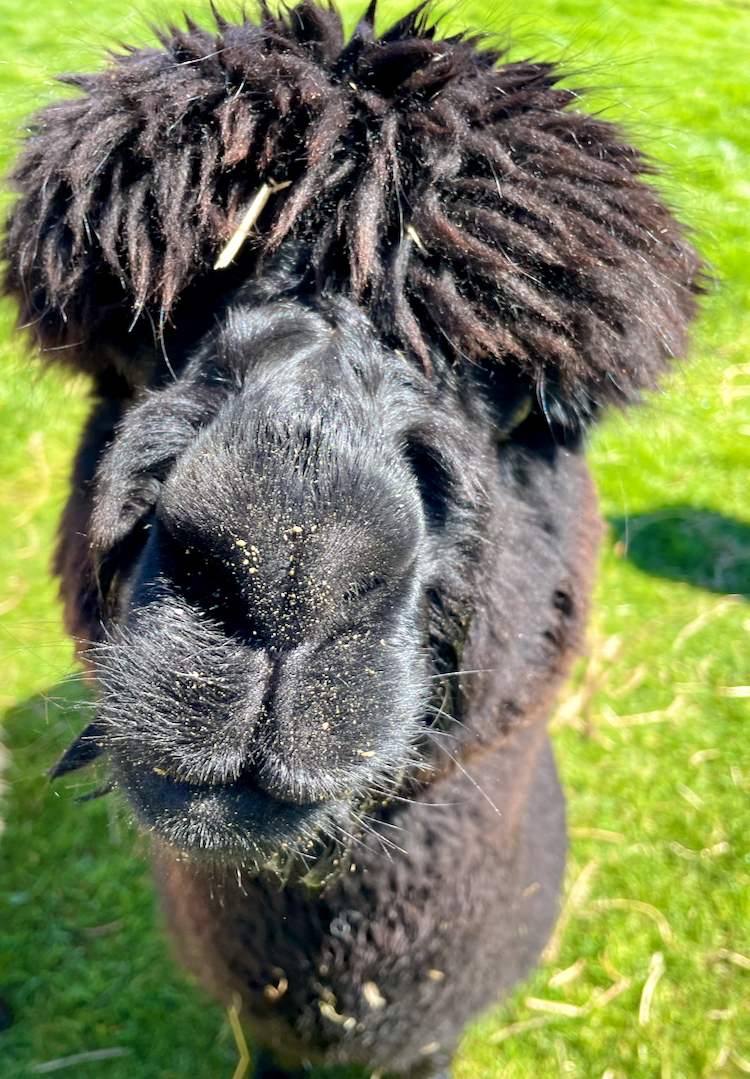 Kepler Mountain View Alpacas