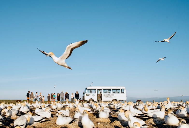 Gannet Safaris bus