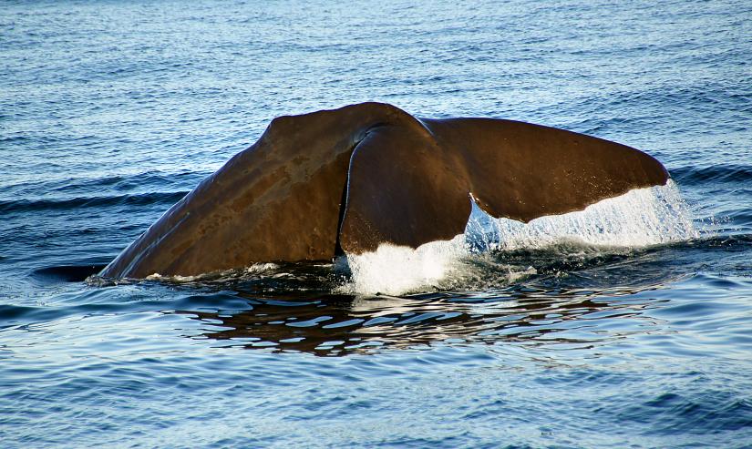 Kaikoura sperm whale